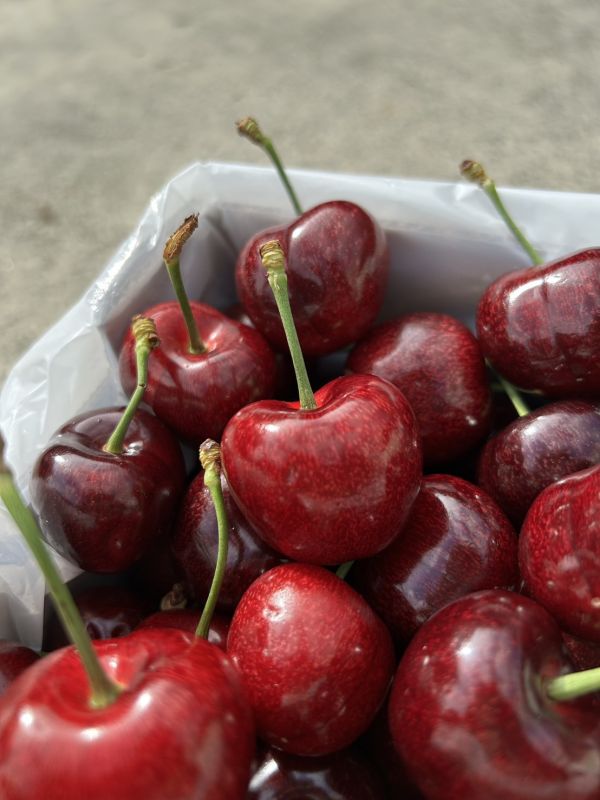 紐西蘭大嘴巴櫻桃【28m】 