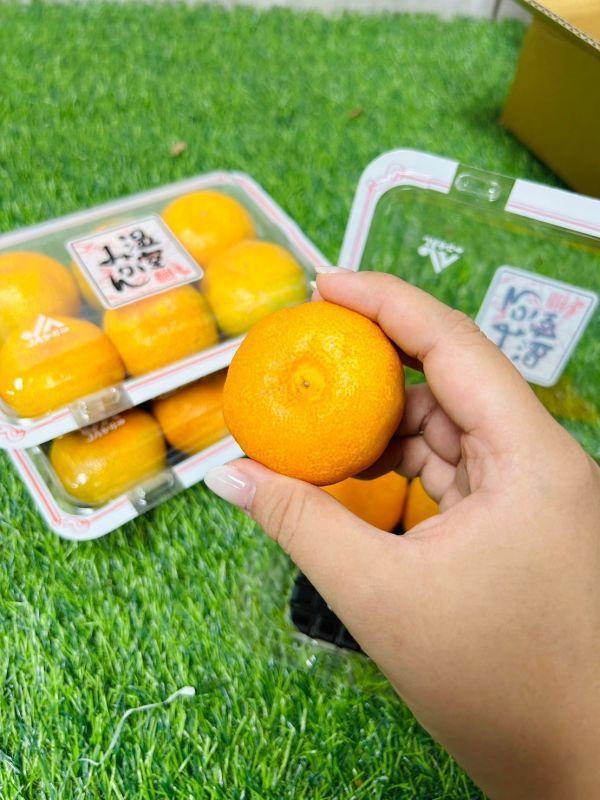 <少量零購>唐津佐賀小蜜柑 