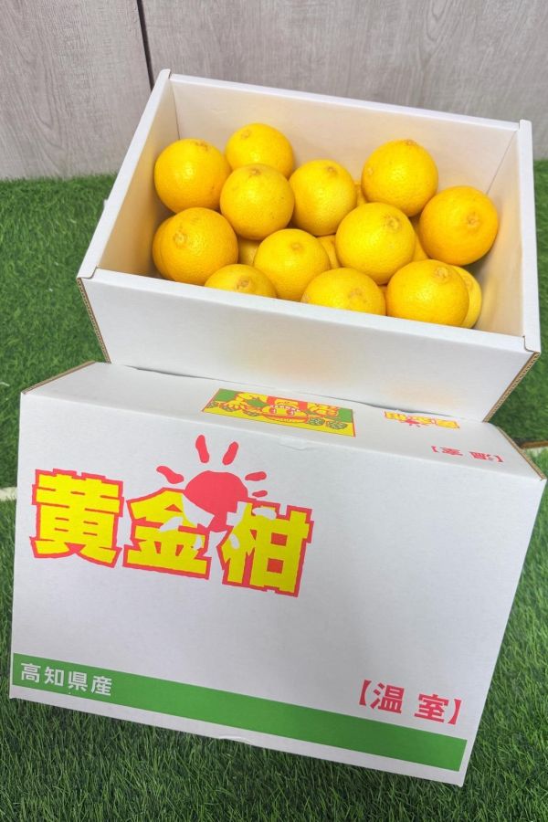 日本高知黃金柑 