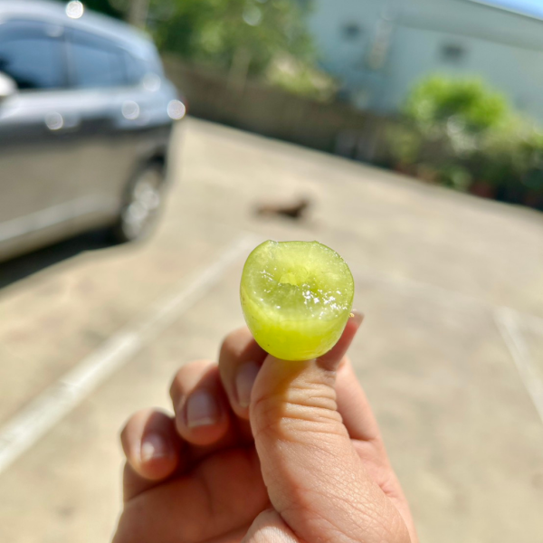 【限定優惠】<當日配送>女王頭美國糖水葡萄 超甜綠無籽葡萄!祕魯秋脆!