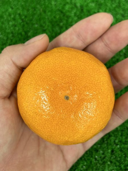 <當日配送>【限量特價】愛媛卡通蜜柑禮盒 