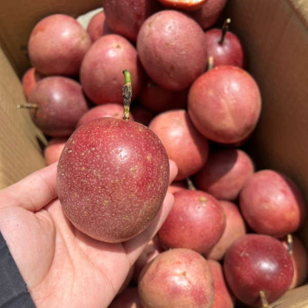 <當日配送>【特殊稀有】頂級紫尊百香果 