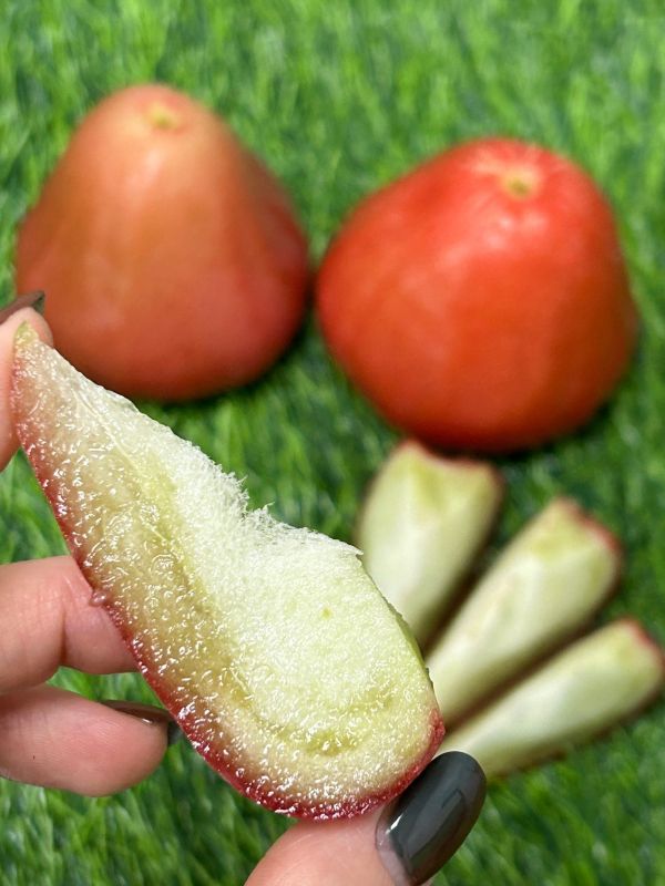 <少量零購> 黑珍珠蓮霧 