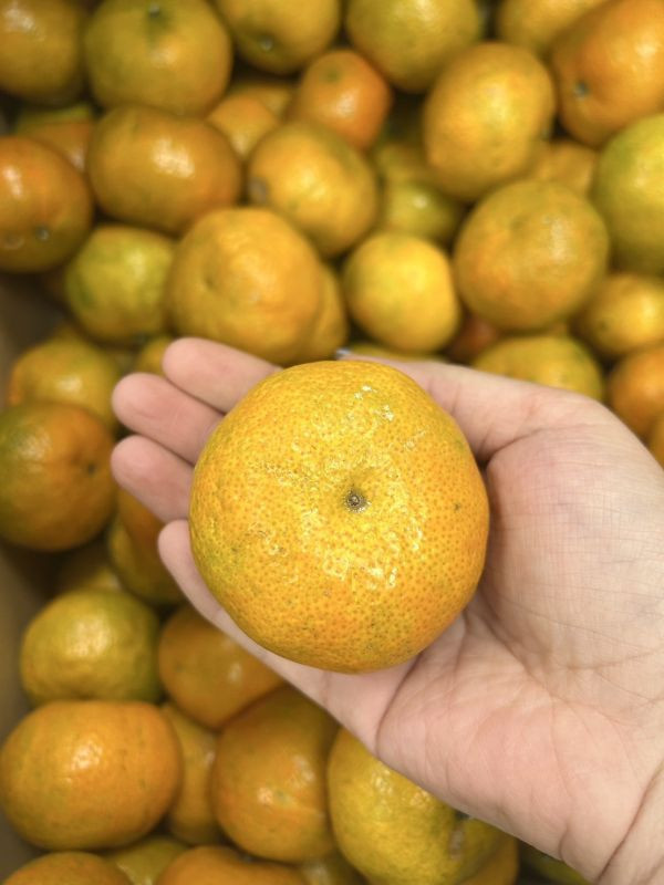 <少量零購>台灣砂糖橘 