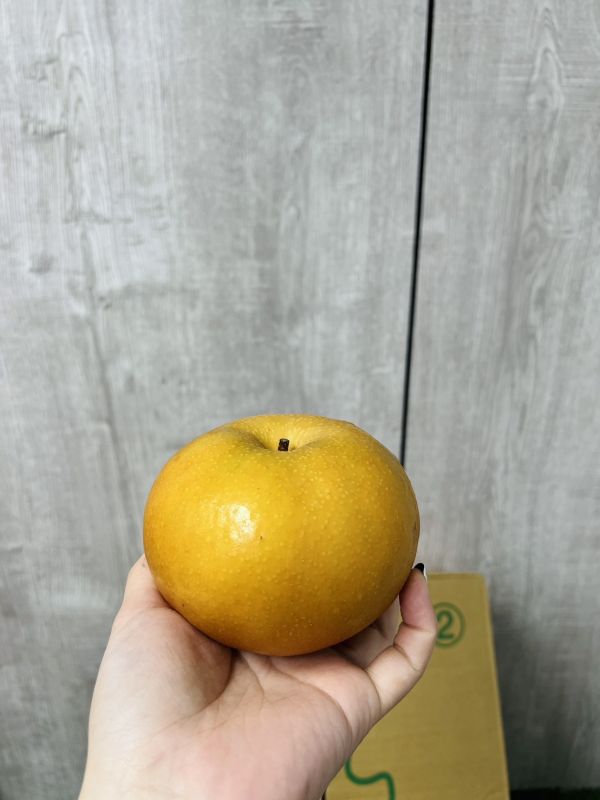 日本長野信洲南水梨 