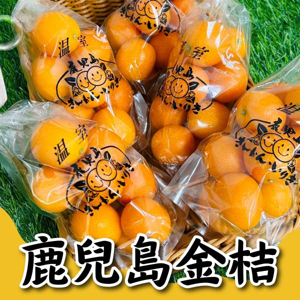 日本鹿兒島金桔 