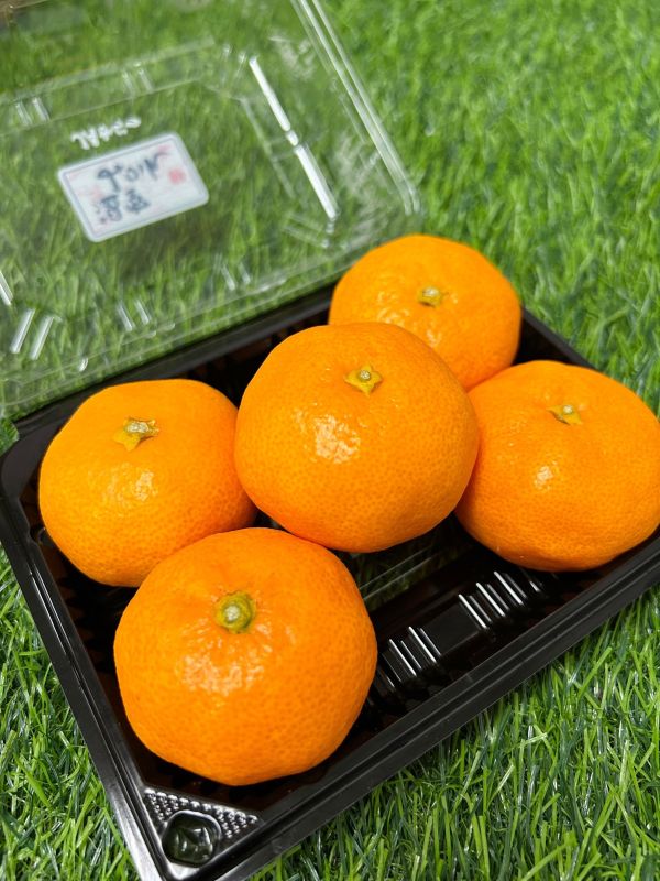 <當日配送>日本佐賀小蜜柑 