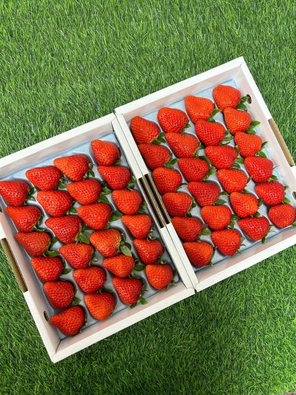 日本德島勝占草莓 