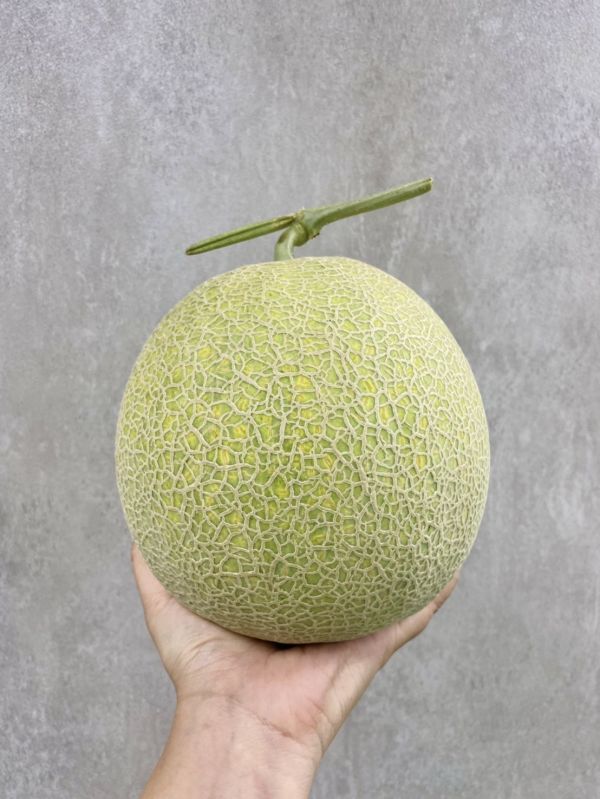 <少量零購>特大阿露斯哈密瓜 