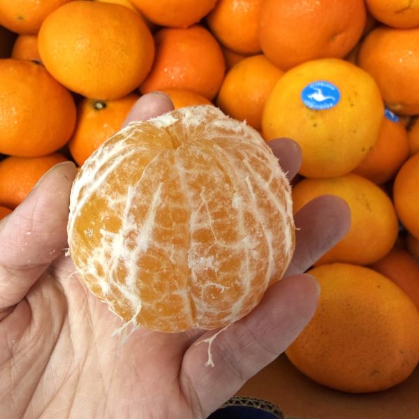 多汁澳洲茂谷柑 