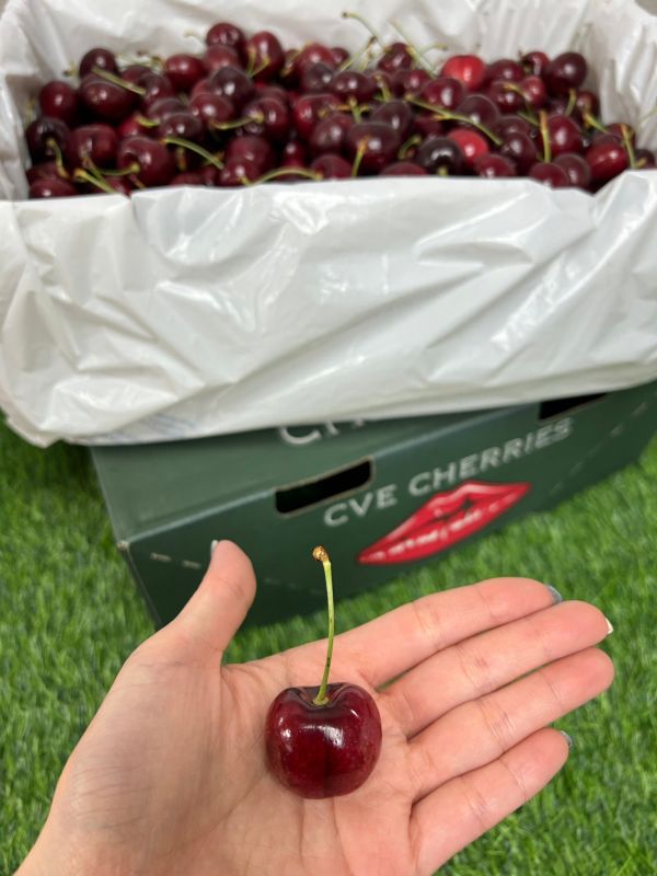 稀有-紐西蘭大嘴巴櫻桃【28mm】 