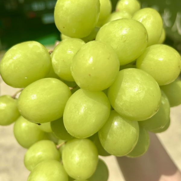 <少量專區>祕魯秋脆葡萄(優惠) 超甜綠無籽葡萄!祕魯秋脆!