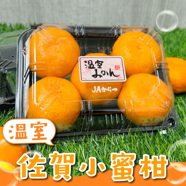 日本佐賀小蜜柑 