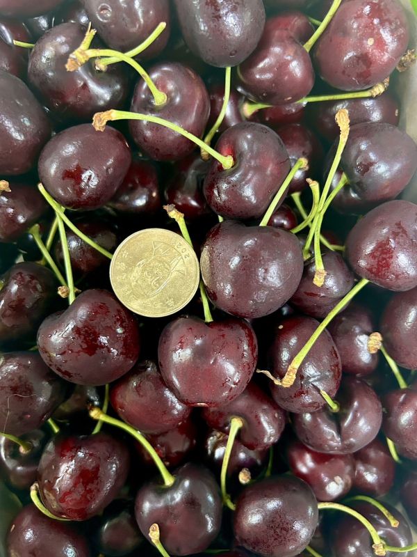 【30mm】智利<猴子櫻桃> 