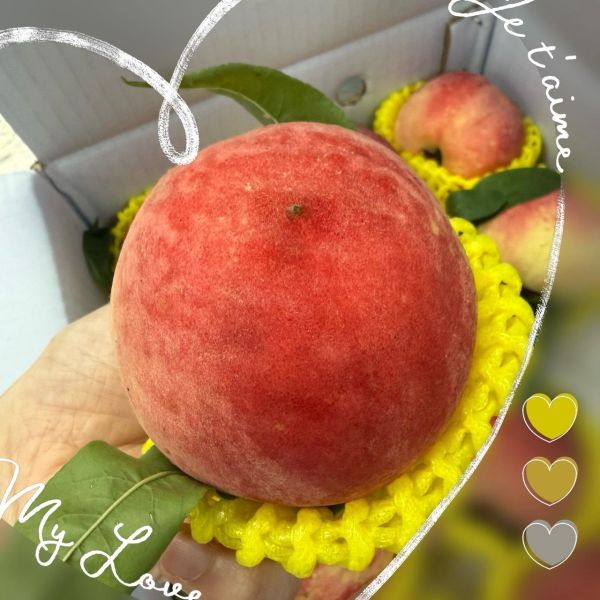 8A大果紅鈴水蜜桃 