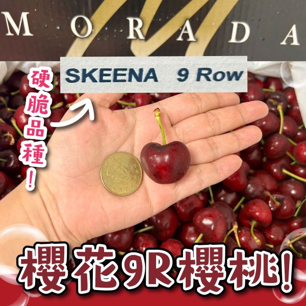 櫻花牌【SKEENA】9R櫻桃 