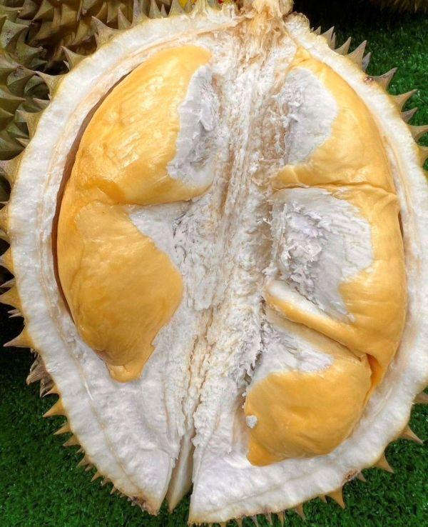 <少量零購>泰國正宗貓山王榴槤 