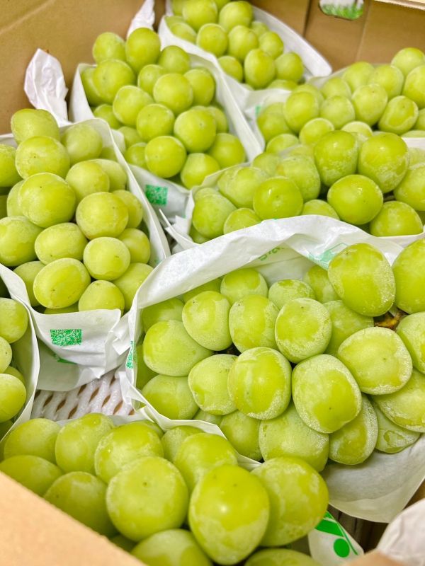 日本山梨笛吹麝香葡萄 