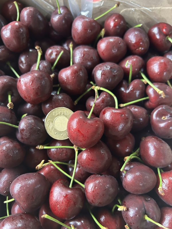 【30mm】智利<吉制櫻桃> 