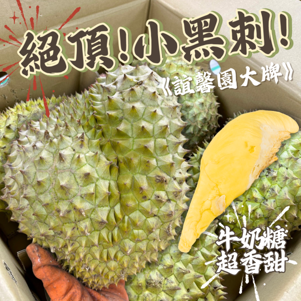 <產季最後>誼馨園【小黑刺】榴槤-PLUS 