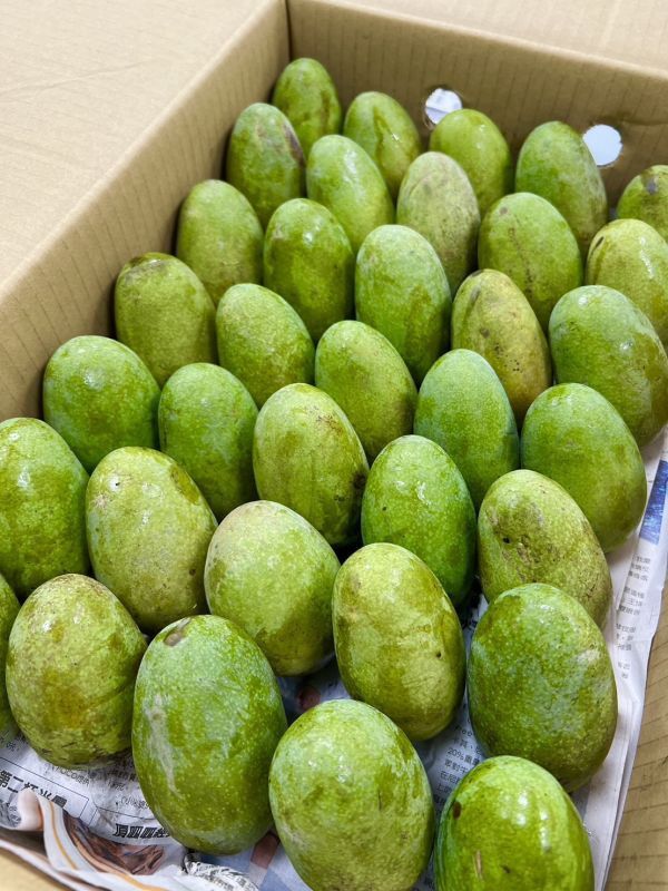 <少量零購>爆讚土芒果 