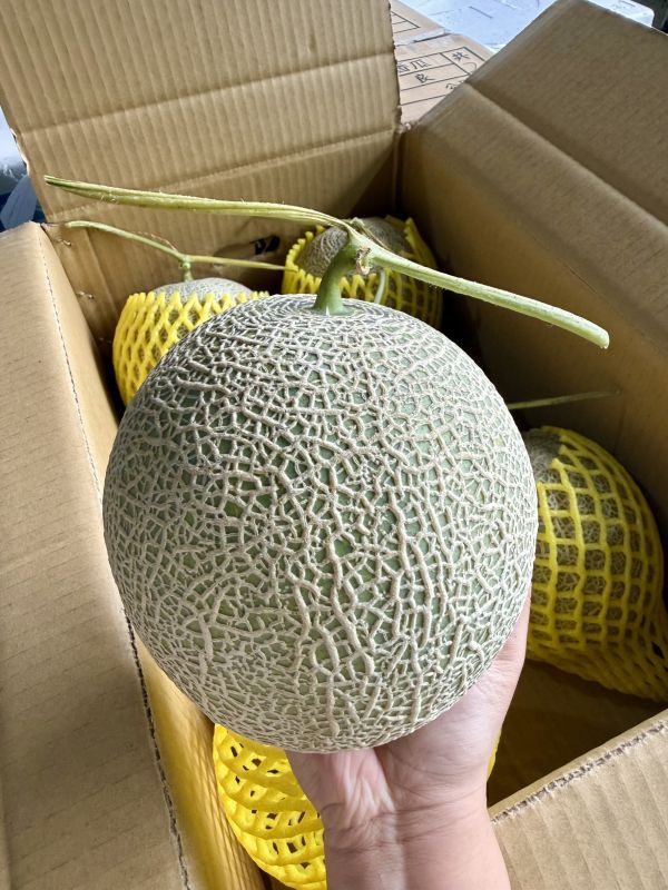 <少量零購>阿露斯哈密瓜 