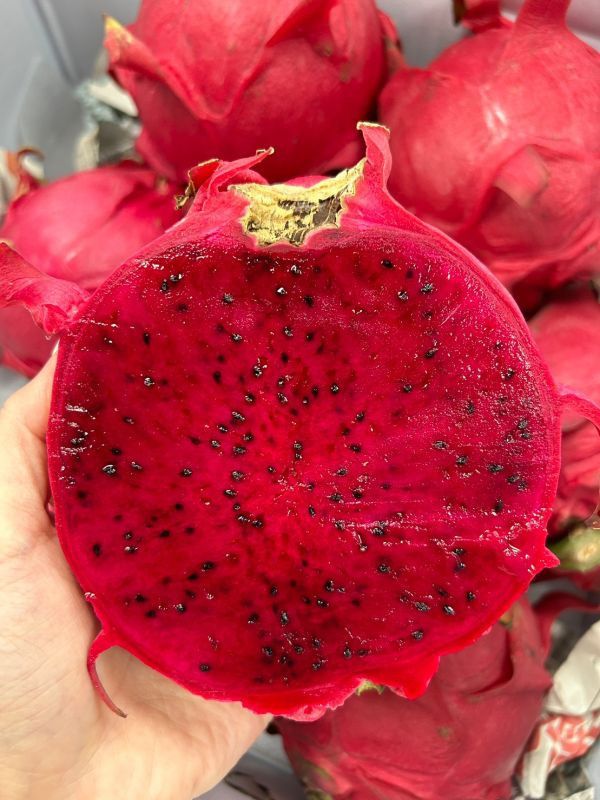 紅肉火龍果 