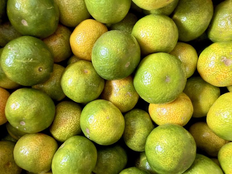 【南投中寮】珍珠砂糖橘 