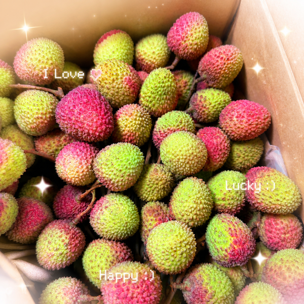 大樹玉荷包 