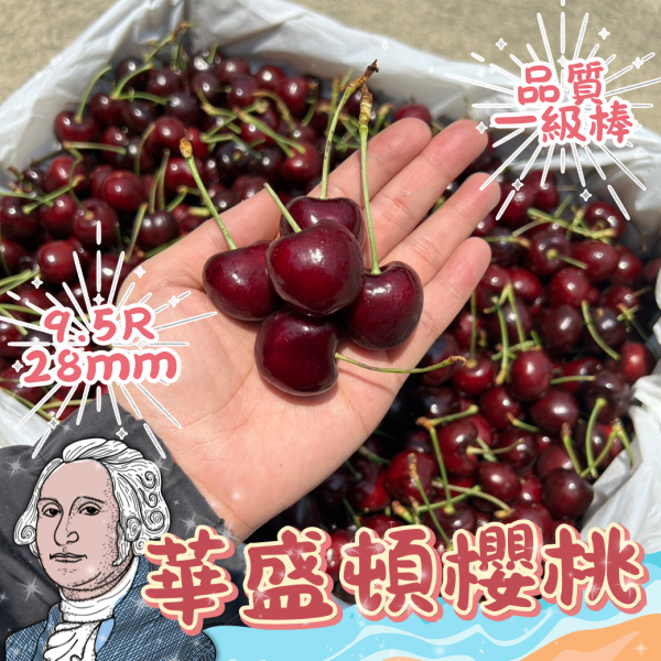 <超殺價格！>【9.5R】華盛頓櫻桃 