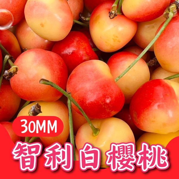 【30mm】智利白櫻桃 