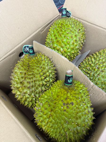 小黑刺榴槤 