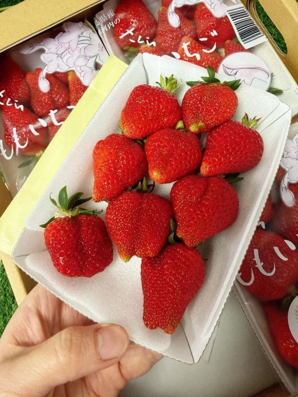 德島櫻桃草莓禮盒 