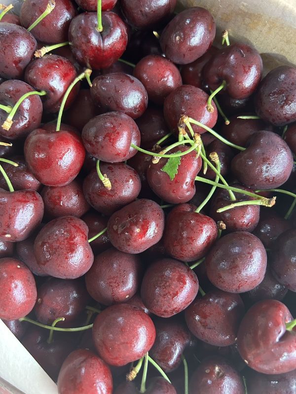 【30mm】智利<吉制櫻桃> 