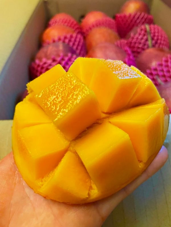 屏東訪寮愛文芒果 