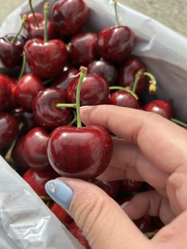 紐西蘭大嘴巴櫻桃【28m】 