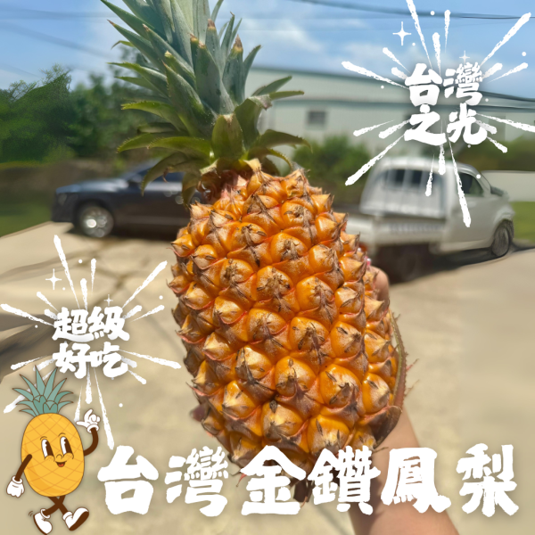 (巨無霸)金鑽鳳梨 