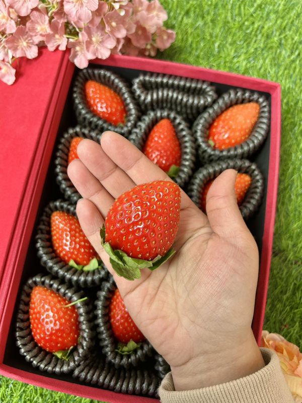 奈良【古都姬】精裝絨盒 