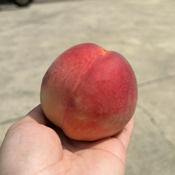 誼馨園桃仙子水蜜桃 