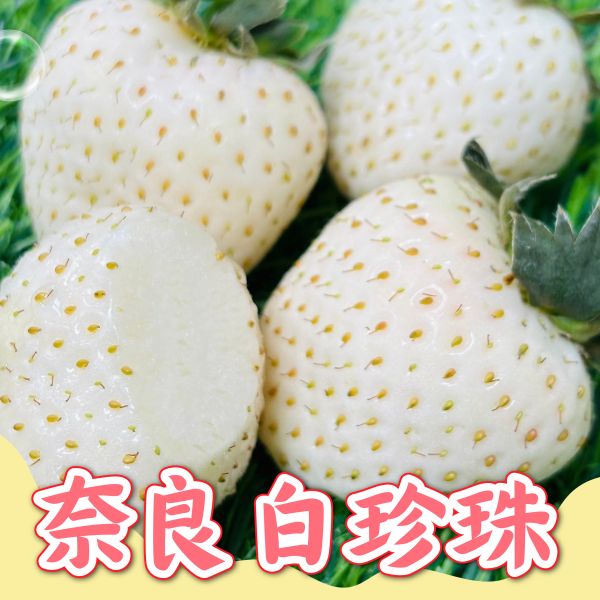 日本奈良白珍珠草莓 