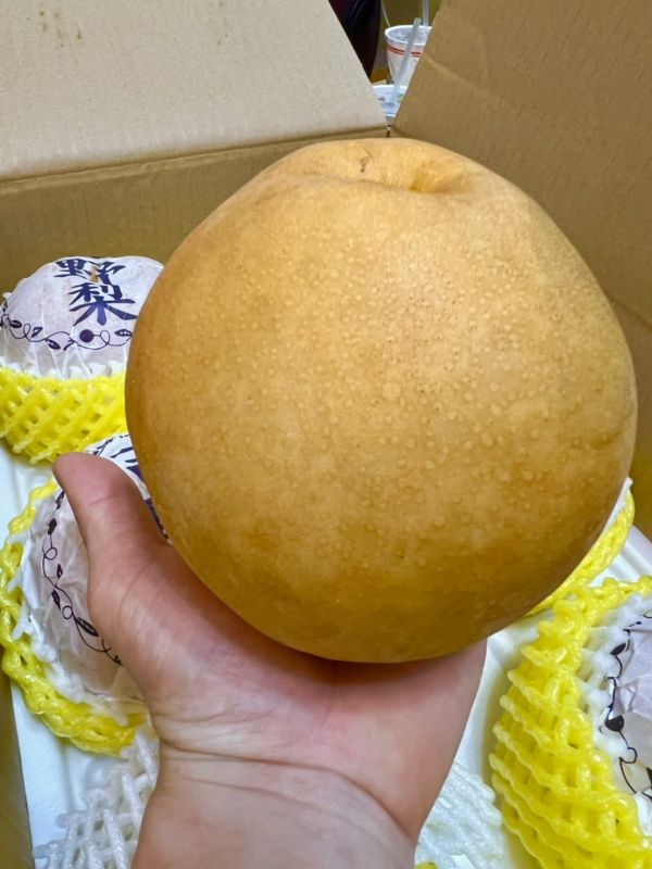 熊本吉野梨 