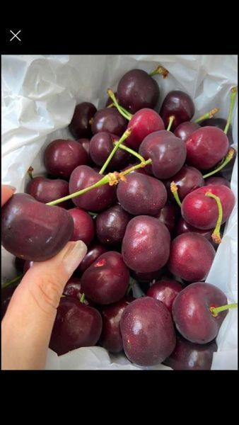 紐西蘭大嘴巴櫻桃30mm 