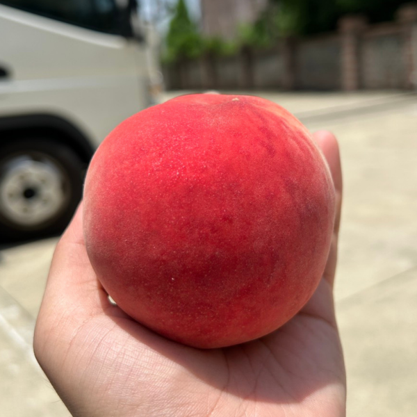 日本山梨水蜜桃 
