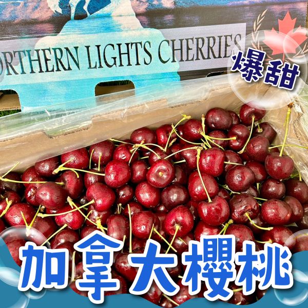 加拿大【8.5R】黑櫻桃 
