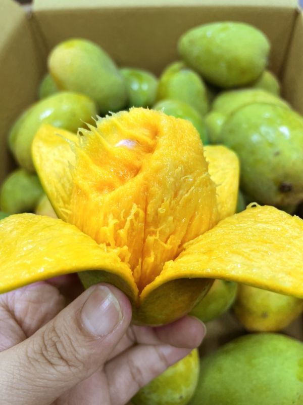 <少量零購>爆讚土芒果 