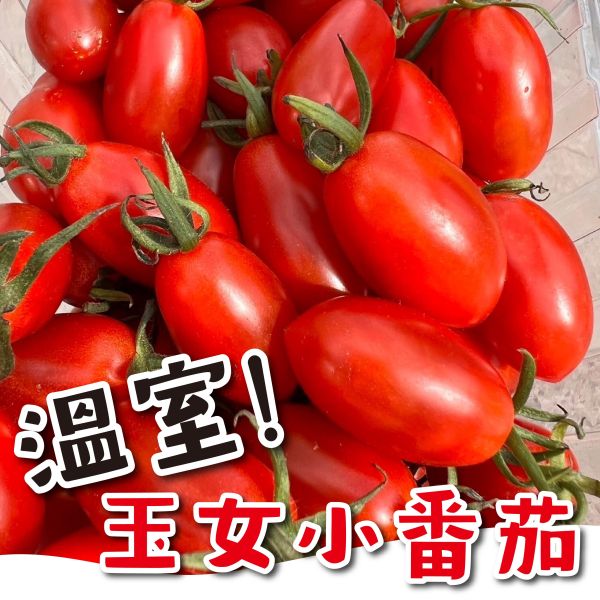 【產季最後!!!】溫室玉女小番茄 