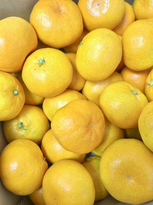 <少量零購>日本福岡蜜柑【黑箱】 