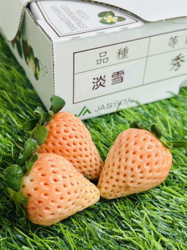 日本奈良淡雪草莓 
