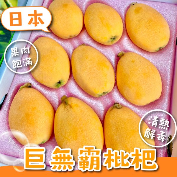 日本長崎溫室枇杷 