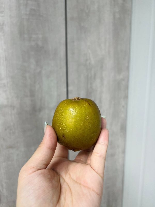 <少量零購>美國紅心奇異果 